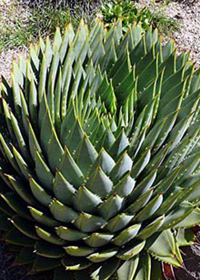 Aloe polyphylla Aloe polyphylla